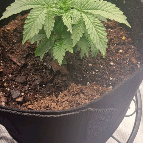 Shango church growlog photo: Shango indica really busy