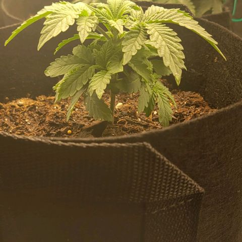 Shango church growlog photo: Shango indica really busy