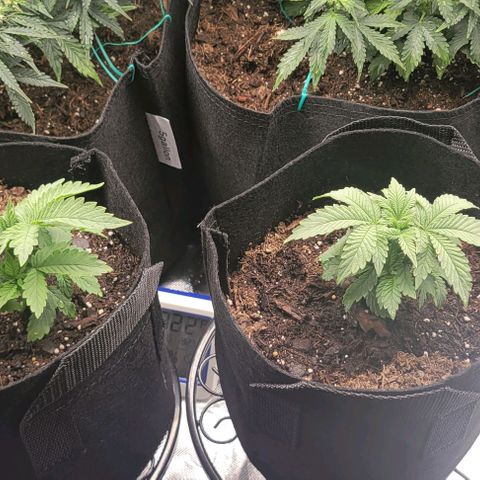 Shango church growlog photo: Shango indica really busy