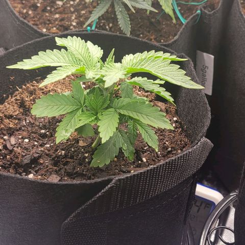 Shango church growlog photo: Shango indica really busy