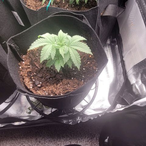 Shango church growlog photo: Shango indica really busy