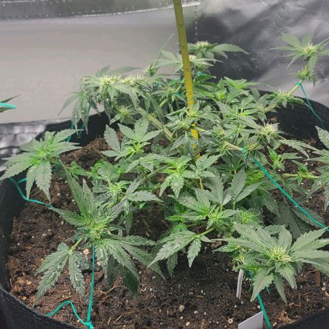 Chocolate mints og auto growlog photo: Lita and lope 