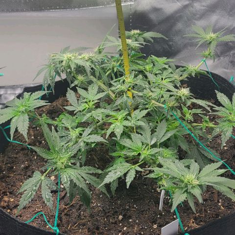 Chocolate mints og auto growlog photo: Lita and lope 