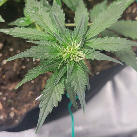 Chocolate mints og auto growlog photo: Lita and lope 