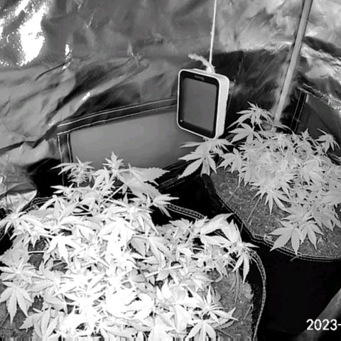 Chocolate mints og auto growlog photo: Lita and lope 