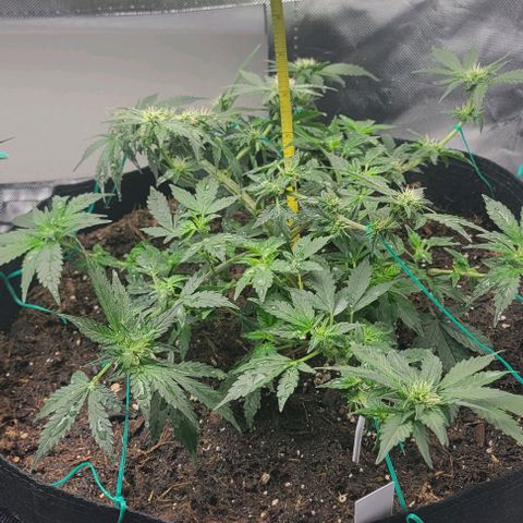 Chocolate mints og auto growlog photo: Lita and lope 