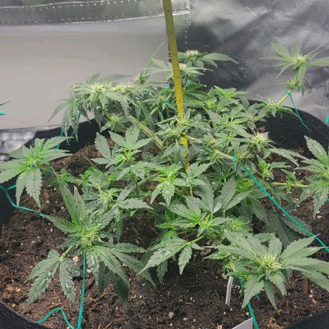 Chocolate mints og auto growlog photo: Lita and lope 