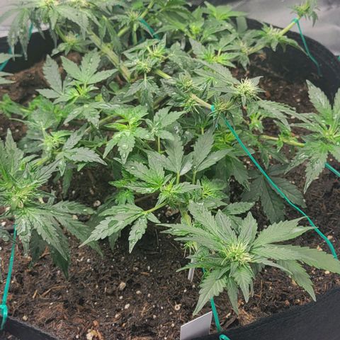 Chocolate mints og auto growlog photo: Lita and lope 
