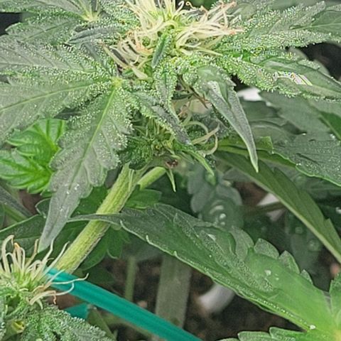 Chocolate mints og auto growlog photo: Lita and lope 
