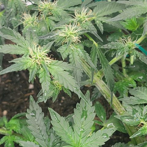 Chocolate mints og auto growlog photo: Lita and lope 