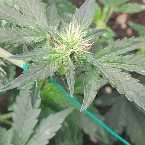 Chocolate mints og auto growlog photo: Lita and lope 