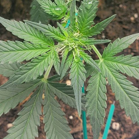 Chocolate mints og auto growlog photo: Lita and lope 