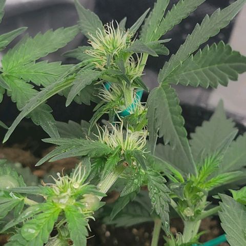 Chocolate mints og auto growlog photo: Lita and lope 