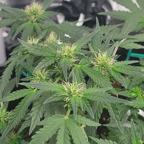 Chocolate mints og auto growlog photo: Lita and lope 