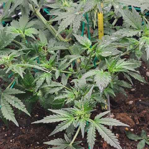 Chocolate mints og auto growlog photo: Lita and lope 
