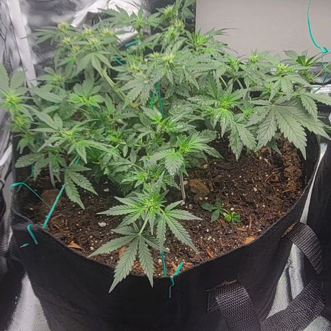 Chocolate mints og auto growlog photo: Lita and lope 