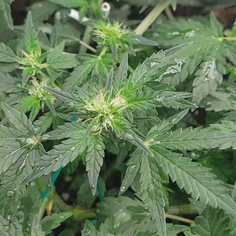 Chocolate mints og auto growlog photo: Lita and lope 