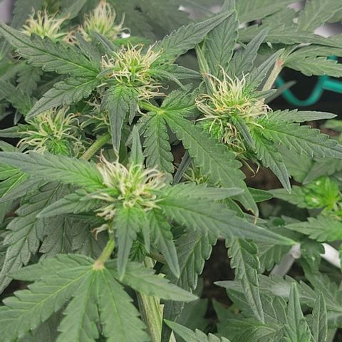 Chocolate mints og auto growlog photo: Lita and lope 