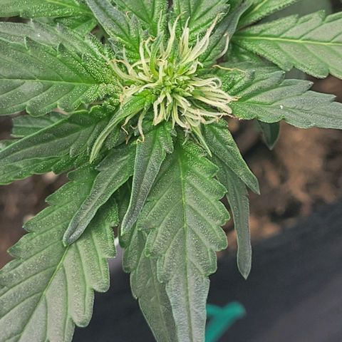 Chocolate mints og auto growlog photo: Lita and lope 