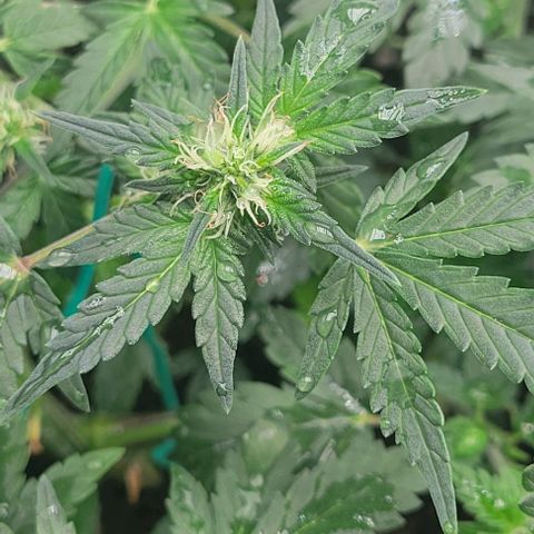 Chocolate mints og auto growlog photo: Lita and lope 