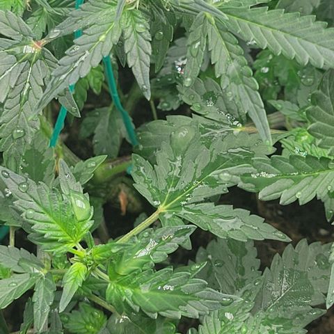 Chocolate mints og auto growlog photo: Lita and lope 