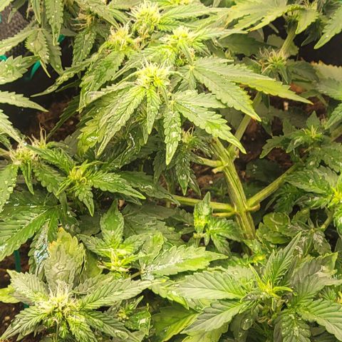 Chocolate mints og auto growlog photo: Choco and Doro 