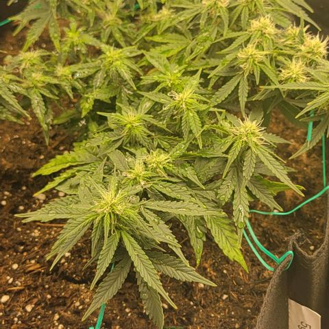 Chocolate mints og auto growlog photo: Choco and Doro 