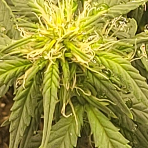 Chocolate mints og auto growlog photo: Choco and Doro 