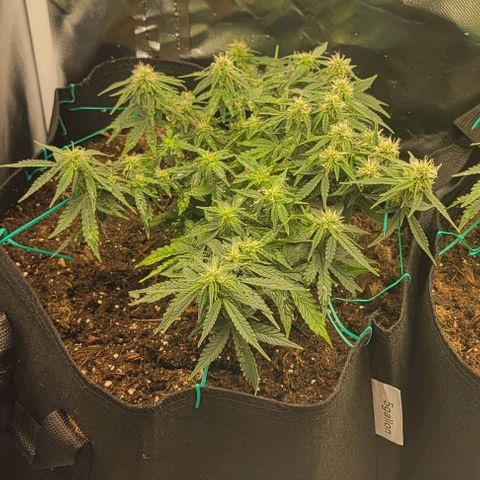 Chocolate mints og auto growlog photo: Choco and Doro 