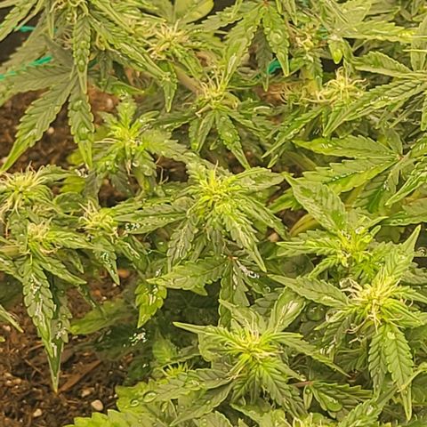 Chocolate mints og auto growlog photo: Choco and Doro 