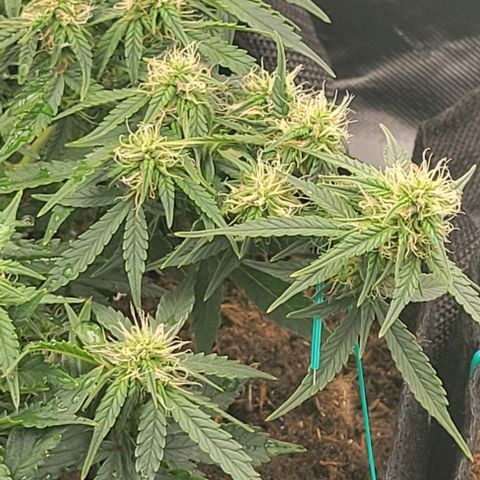 Chocolate mints og auto growlog photo: Choco and Doro 