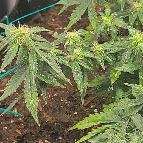 Chocolate mints og auto growlog photo: Choco and Doro 