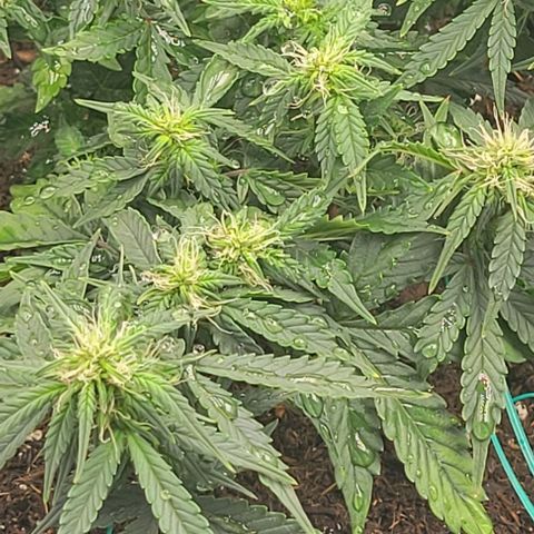 Chocolate mints og auto growlog photo: Choco and Doro 