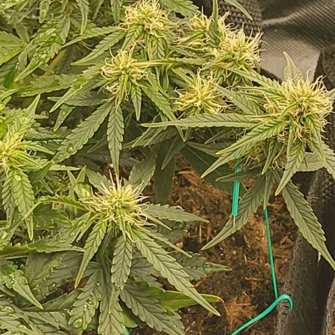 Chocolate mints og auto growlog photo: Choco and Doro 