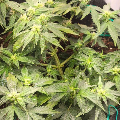 Chocolate mints og auto growlog photo: Choco and Doro 