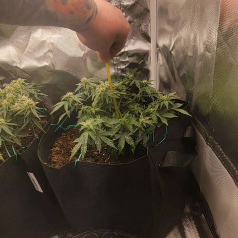 Chocolate mints og auto growlog photo: Choco and Doro 