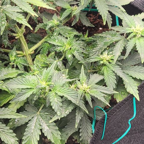 Chocolate mints og auto growlog photo: Choco and Doro 