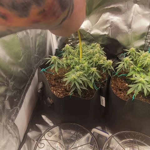 Chocolate mints og auto growlog photo: Choco and Doro 