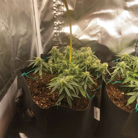 Chocolate mints og auto growlog photo: Choco and Doro 