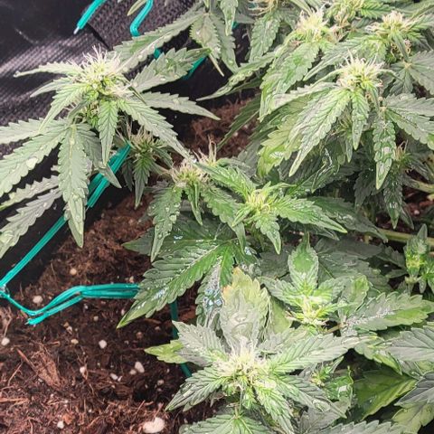 Chocolate mints og auto growlog photo: Choco and Doro 