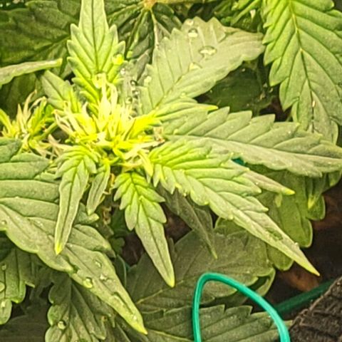 Chocolate mints og auto growlog photo: Choco and Doro 