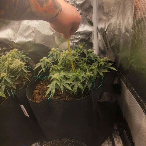 Chocolate mints og auto growlog photo: Choco and Doro 