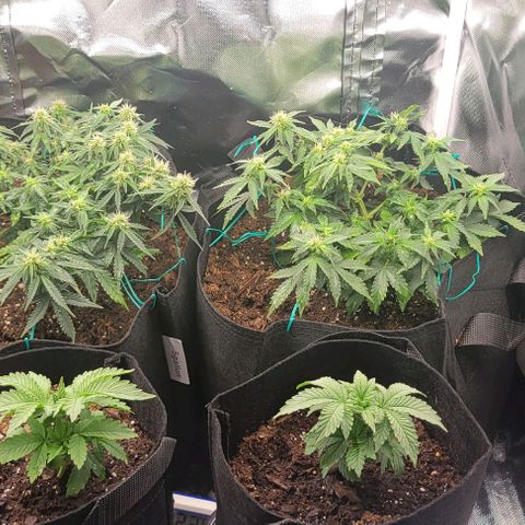 Chocolate mints og auto growlog photo: Choco and Doro 