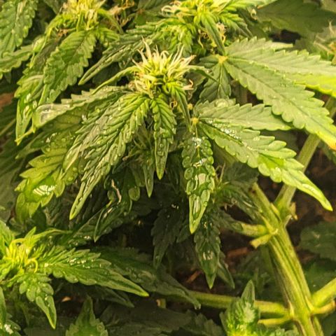 Chocolate mints og auto growlog photo: Choco and Doro 