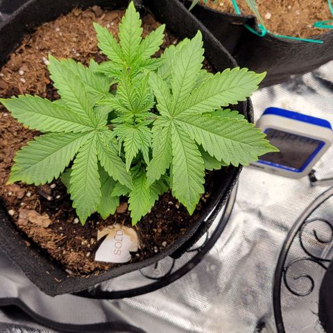 Shango church growlog photo: Mustard plug and Susan. Fan leaf 🍃 trial maybe 4 times now 🤔 