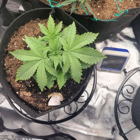 Shango church growlog photo: Mustard plug and Susan. Fan leaf 🍃 trial maybe 4 times now 🤔 