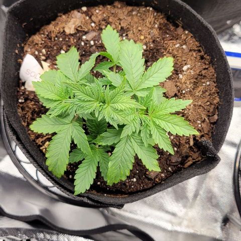 Shango church growlog photo: Mustard plug and Susan. Fan leaf 🍃 trial maybe 4 times now 🤔 
