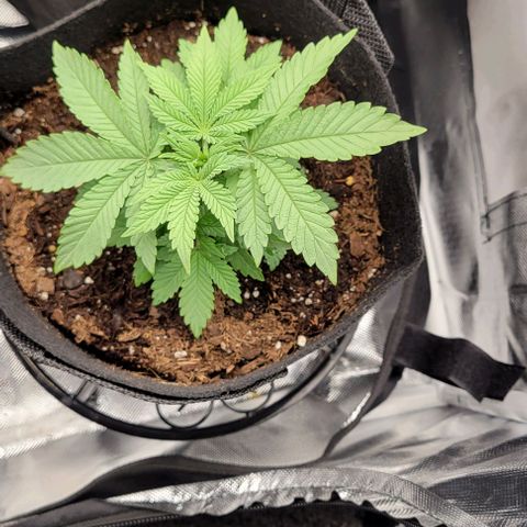 Shango church growlog photo: Mustard plug and Susan. Fan leaf 🍃 trial maybe 4 times now 🤔 