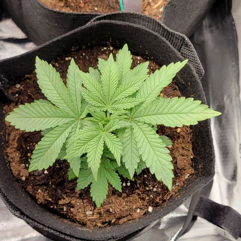 Shango church growlog photo: Mustard plug and Susan. Fan leaf 🍃 trial maybe 4 times now 🤔 