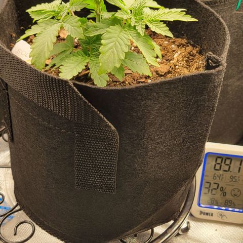 Shango church growlog photo: Mustard plug and Susan. Fan leaf 🍃 trial maybe 4 times now 🤔 